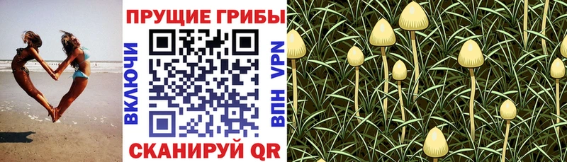 Галлюциногенные грибы MAGIC MUSHROOMS  Купить  Западная Двина 